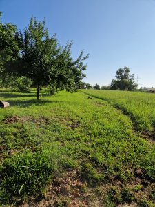 Baumpflanzchallenge 2025