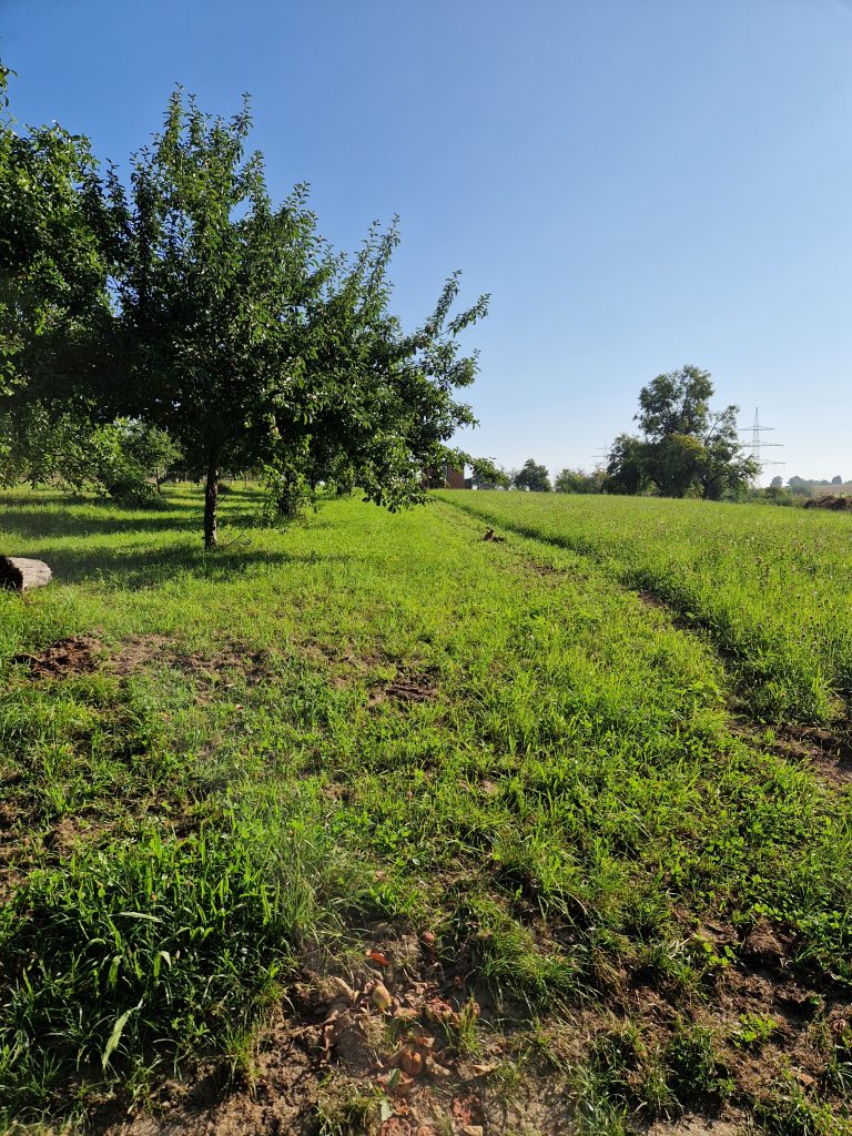 Baumpflanzchallenge 2025